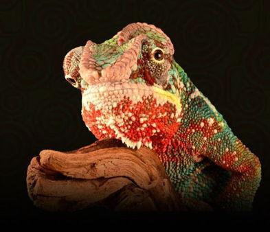 profile-1